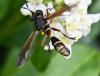 Physocephala rufipes
